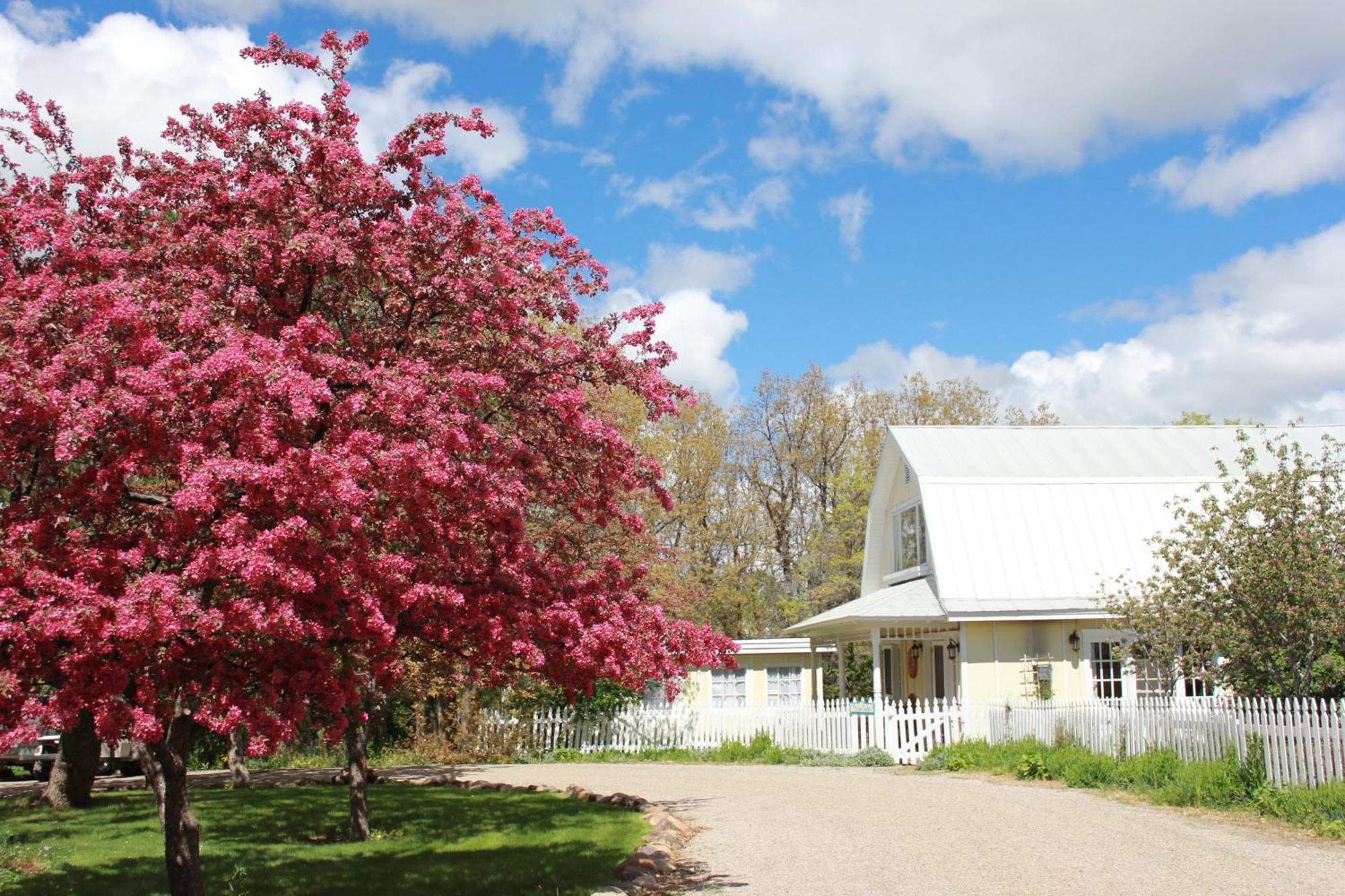 Blue Lake Ranch Bed and Breakfast Hesperus Buitenkant foto